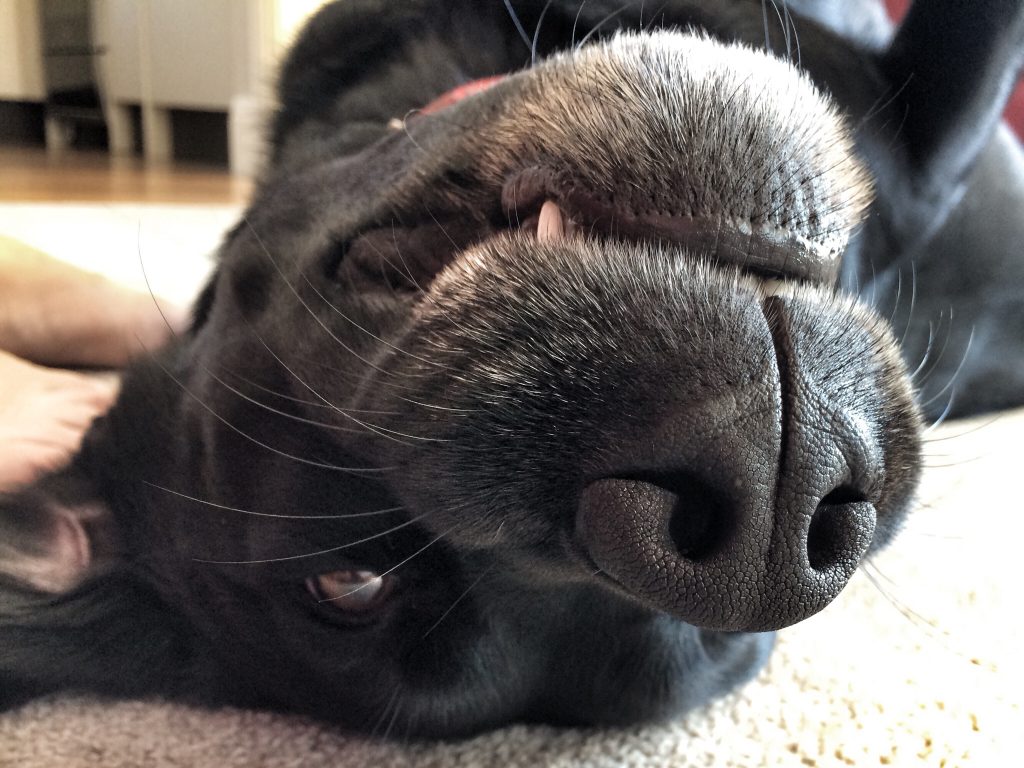 goofy dog